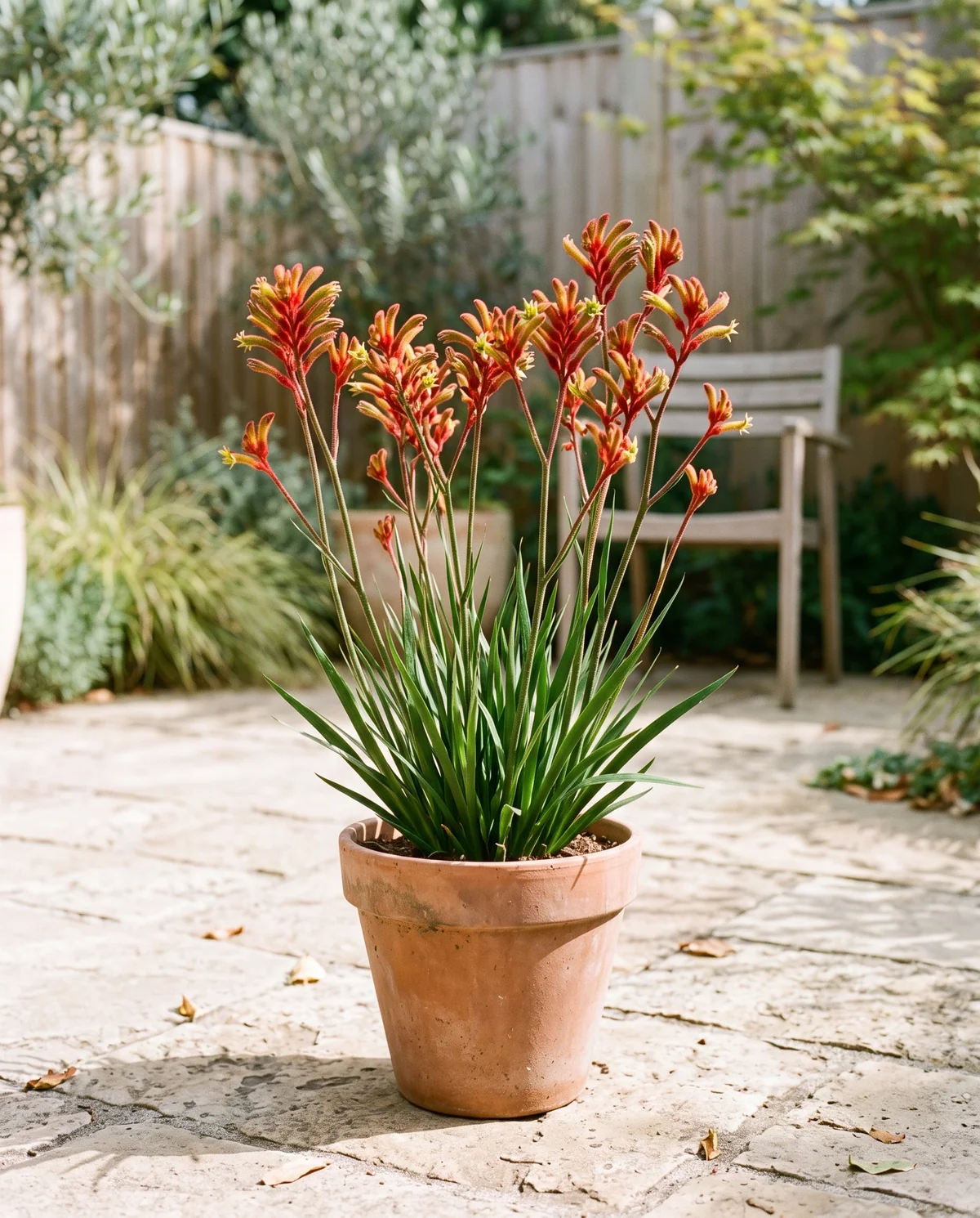 Kangoeroepoot met fluwelige rode en gele buisbloemen op lange stelen boven smalle groene bladeren in een terracotta pot op een zonnig terras