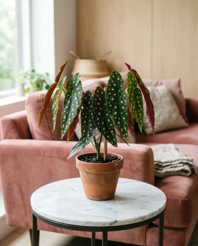 Begonia Maculata