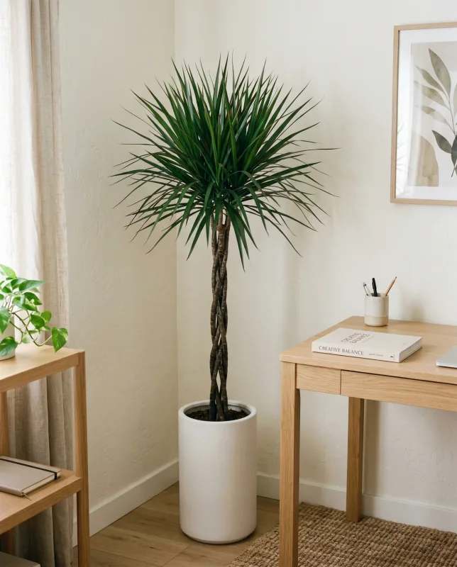 Dracaena marginata met slanke stam en smalle bladeren met rode rand